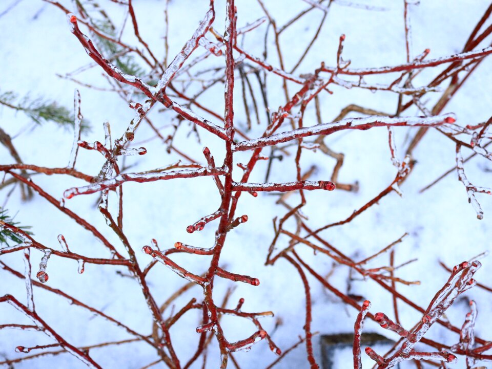 Blueberry icy winter