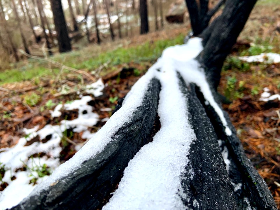 Björnnäset naturreservat - snö på bränd trädstam