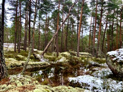 Björnnäset naturreservat