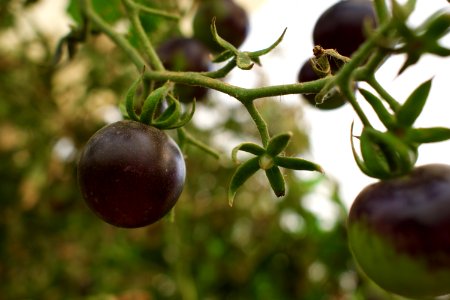 Black tomatoes and red chilis grown in Koye, in the Kurdistan Region of Iraq 01
