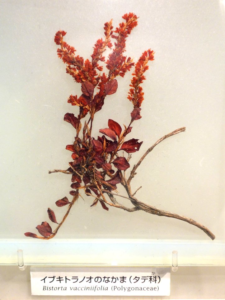 Bistorta vacciniifolia - National Museum of Nature and Science, Tokyo - DSC07488