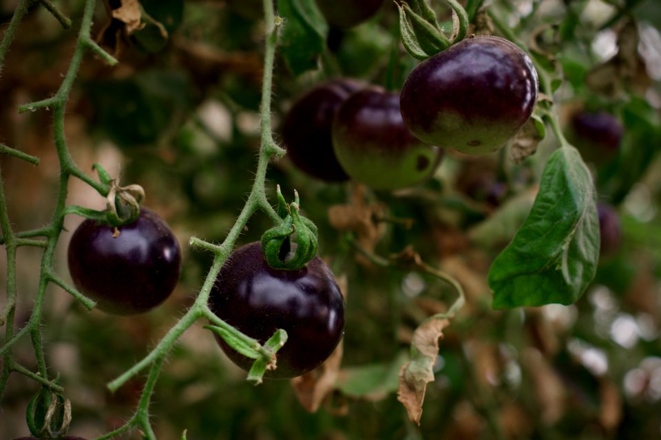 Black tomatoes and red chilis grown in Koye, in the Kurdistan Region of Iraq 12