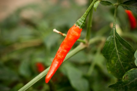 Black tomatoes and red chilis grown in Koye, in the Kurdistan Region of Iraq 05