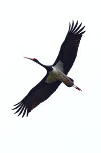 Black stork (Ciconia nigra) in flight