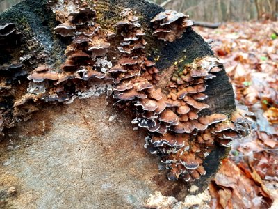 Bjerkandera adusta 71110956