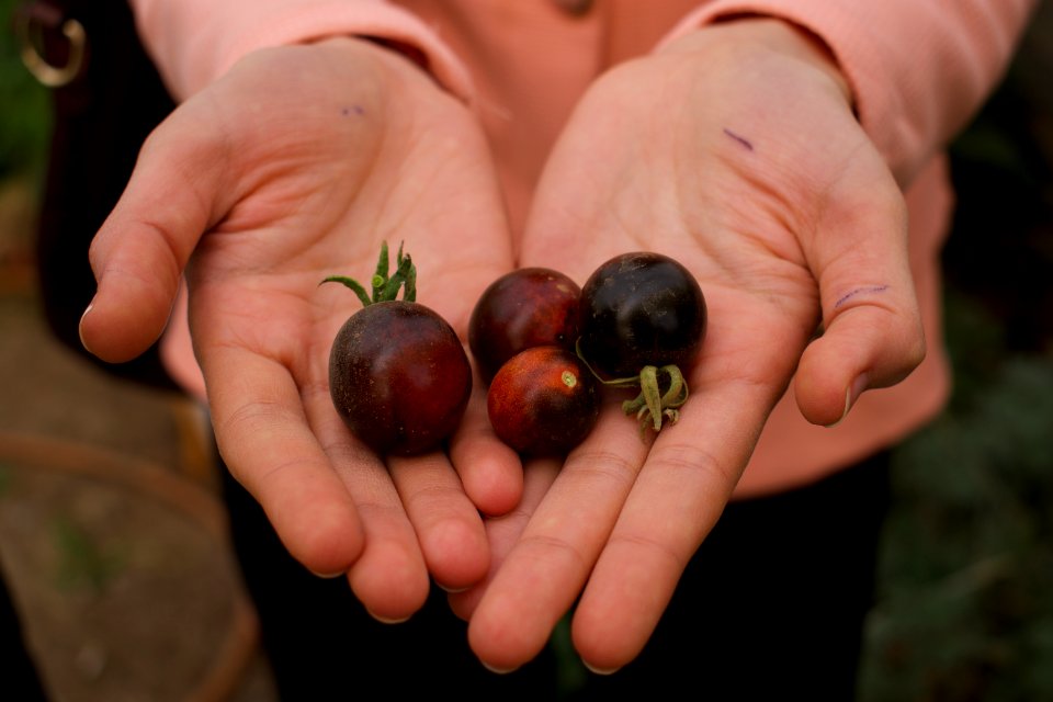 Black tomatoes and red chilis grown in Koye, in the Kurdistan Region of Iraq 04