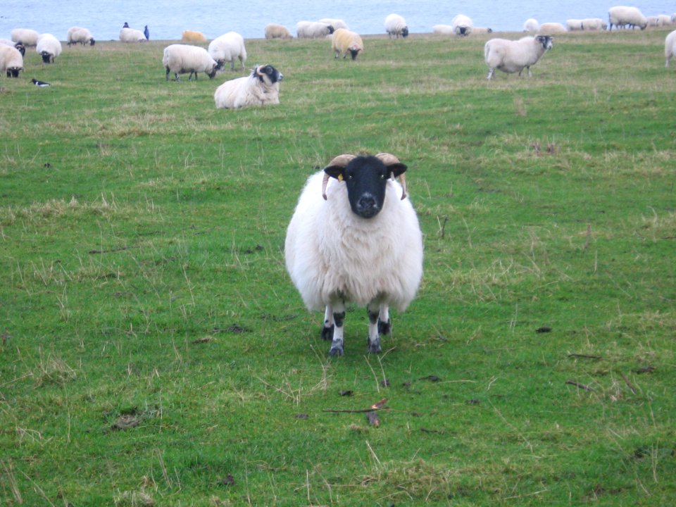 Black-faced sheep, Peak District