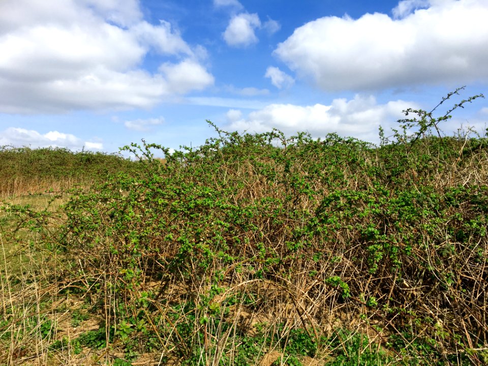 Blackberry shrubland
