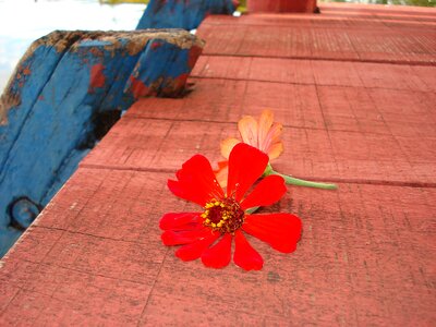 Wood nature red