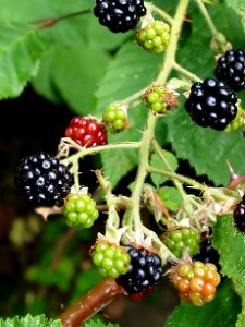 Blackberries Brombeeren (1)