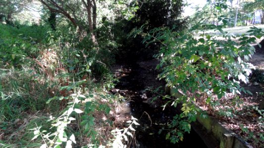 Blacketts Brook in Friary Park