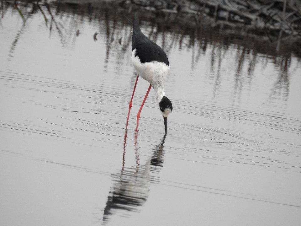 Black winged stilt 44 (Himantopus himantopus) പവിഴക്കാലി 