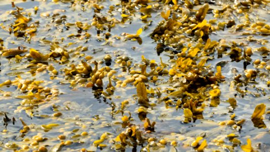 Bladder wrack peeking up above the water 1