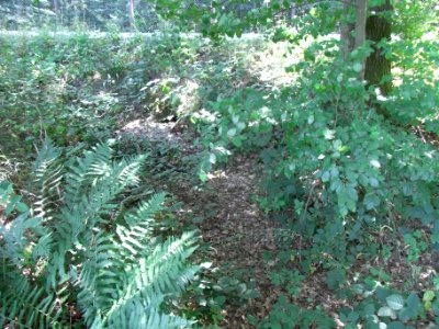 Bizzenbach Anfang diesseits R0017145
