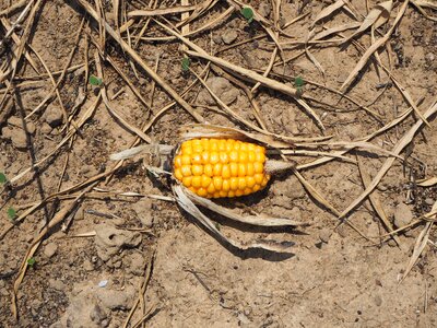 Dry the ground dust