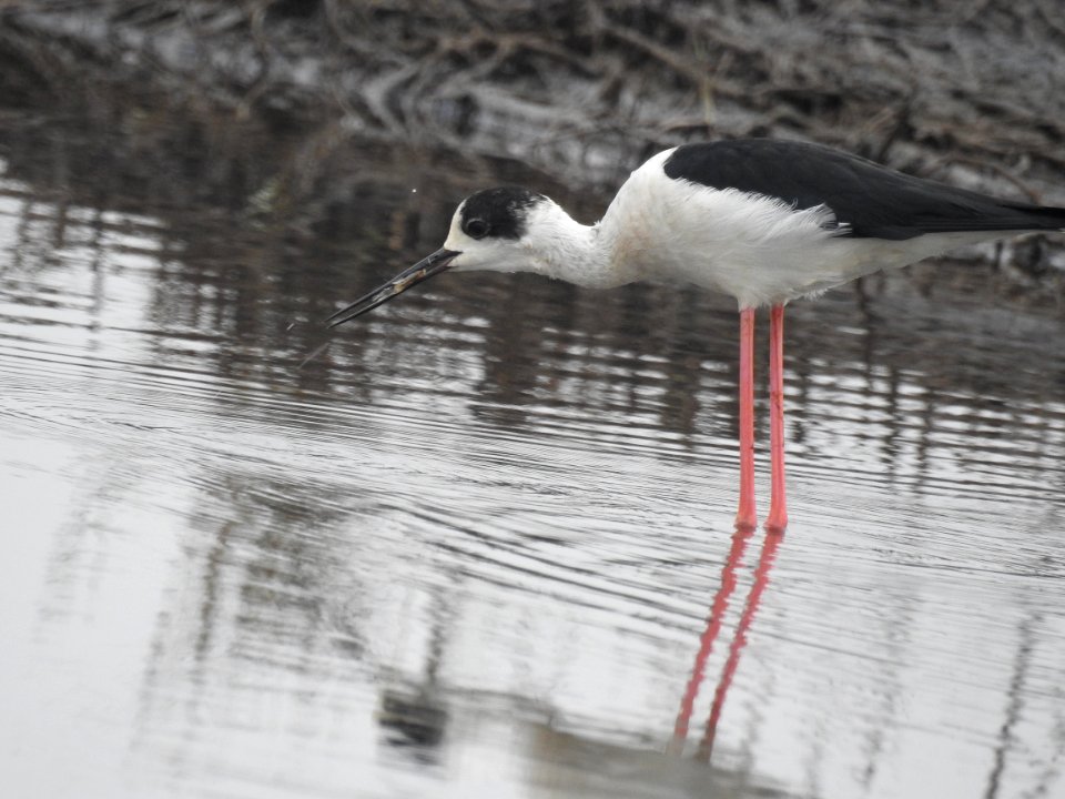 Black winged stilt 47 (Himantopus himantopus) പവിഴക്കാലി 