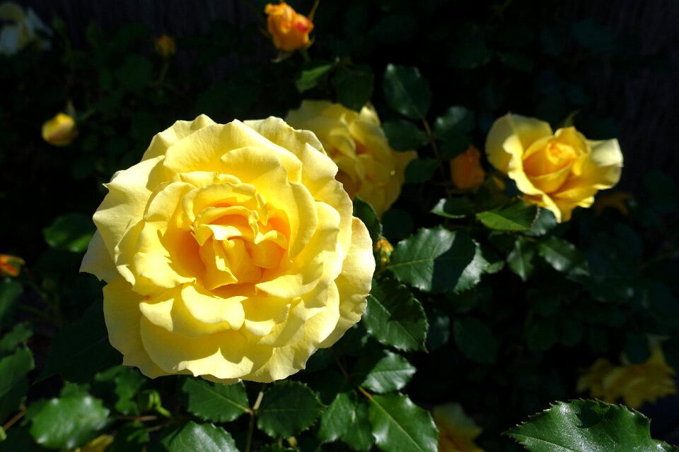 Yellow yellow rose garden