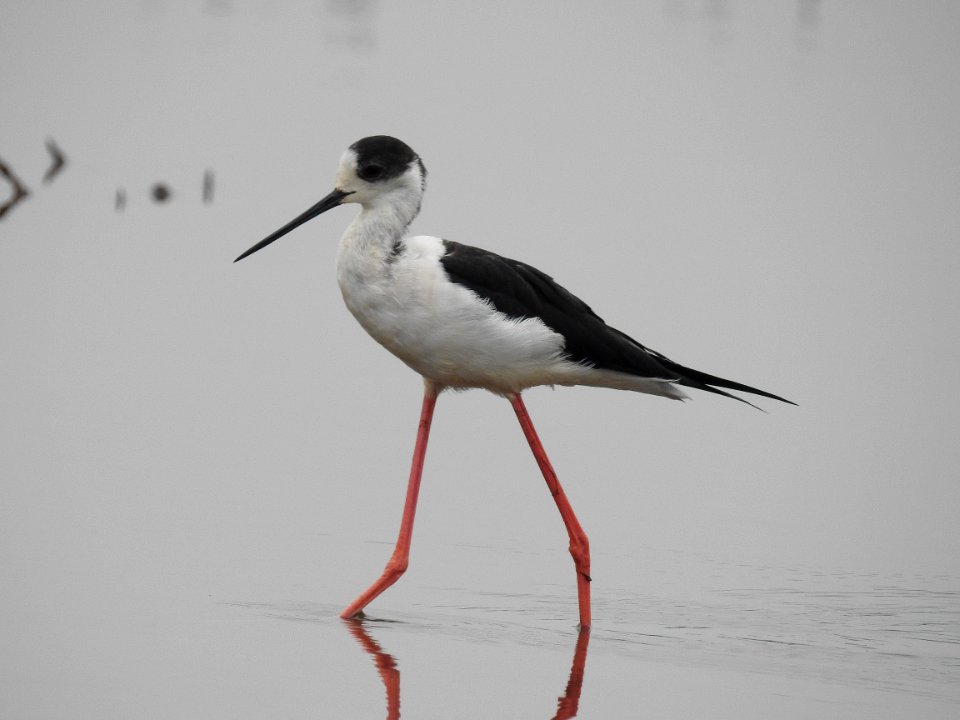 Black winged stilt 53 (Himantopus himantopus) പവിഴക്കാലി 