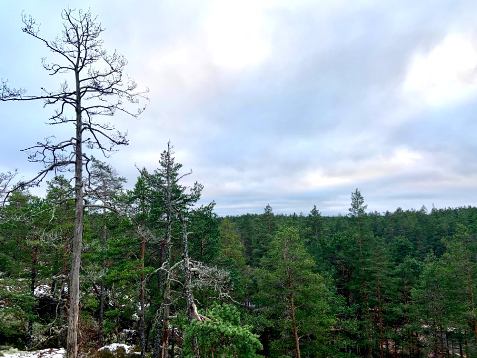 Björnnäset naturreservat - skog