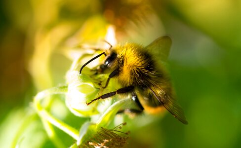 Nature flower insect photo