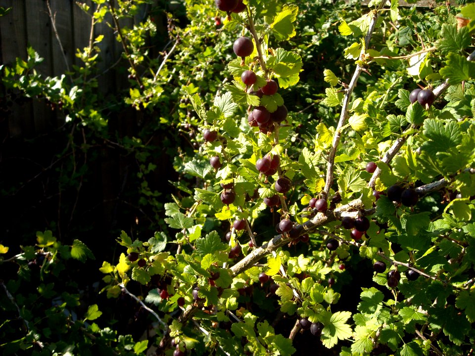 BlackVelvetOnBush