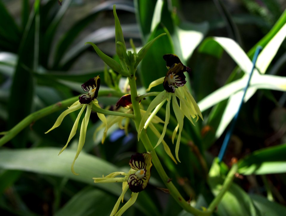 Bizarres orchidées