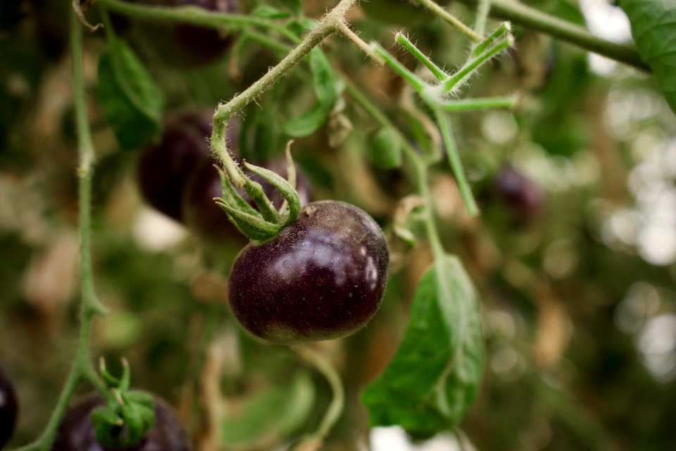 Black tomatoes and red chilis grown in Koye, in the Kurdistan Region of Iraq 08
