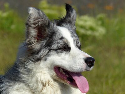 Animal pet border-collie photo