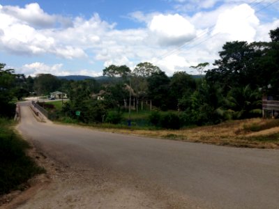 Bullet Tree Falls near bridge 2