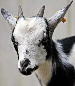 Dwarf goat animal horns