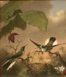 Black-eared Fairy by Martin Johnson Heade