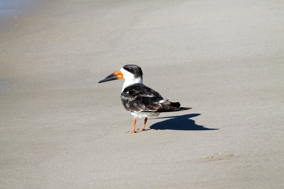 Black Skimmer on beach