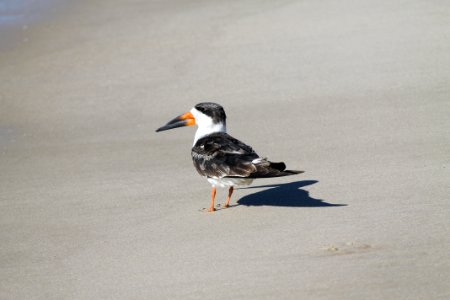 Black Skimmer on beach