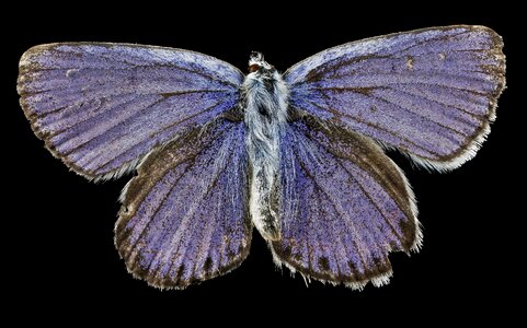 Karner blue endangered wildlife