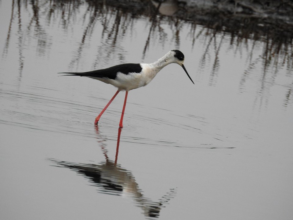 Black winged stilt 46 (Himantopus himantopus) പവിഴക്കാലി 