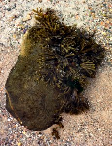 Bladder wrack on a boulder in Govik