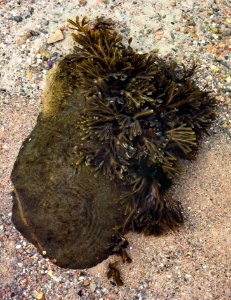 Bladder wrack on a boulder in Govik photo