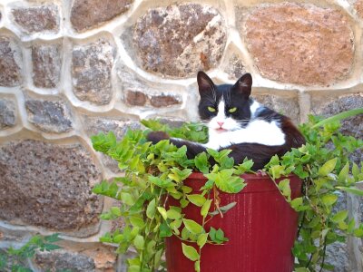 Domestic cat rest cat's eyes