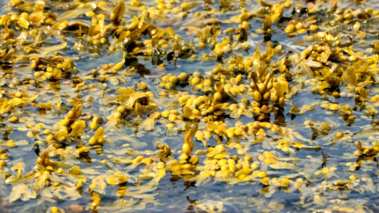 Bladder wrack peeking up above the water 4