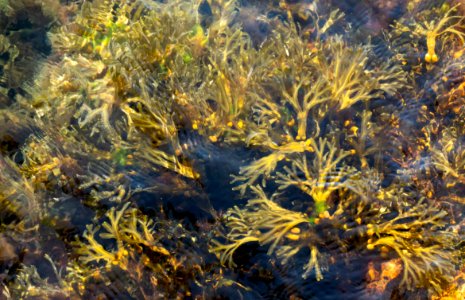 Bladder wrack in Sämstad harbor 2