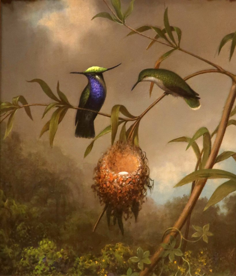 Black-breasted Plovercrest by Martin Johnson Heade