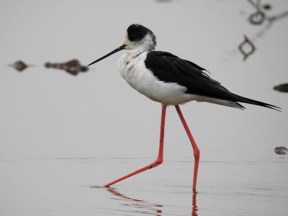 Black winged stilt 55 (Himantopus himantopus) പവിഴക്കാലി 