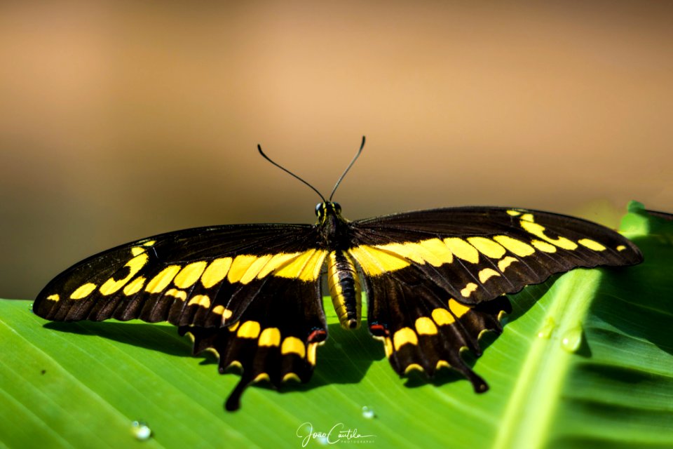 Black Yellow (220818151)