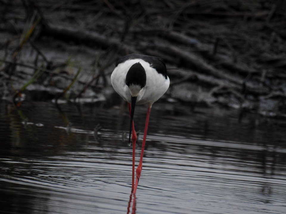 Black winged stilt 49 (Himantopus himantopus) പവിഴക്കാലി 