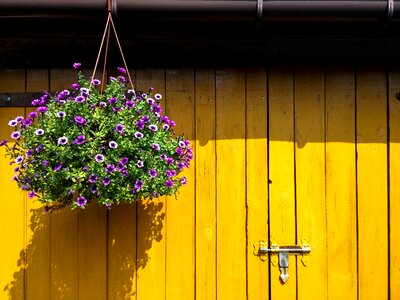 Shadow summer flourishing
