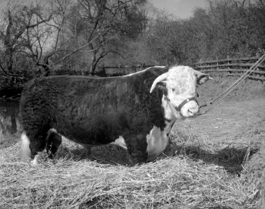 Bull in field (1294132) photo