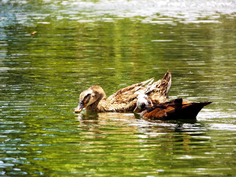 Of the lake vrde