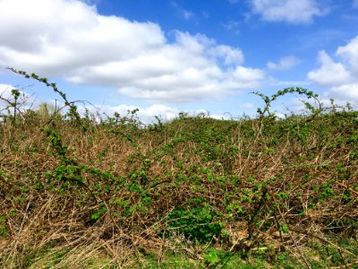 Blackberry shrubland in the Klompenwaard
