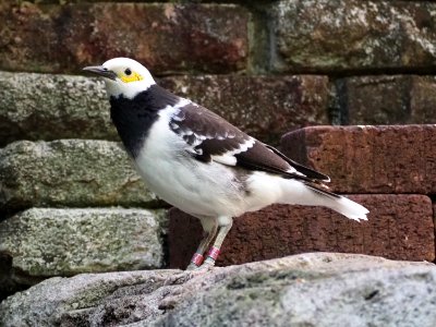 Black-collared starling (Gracupica nigricollis)