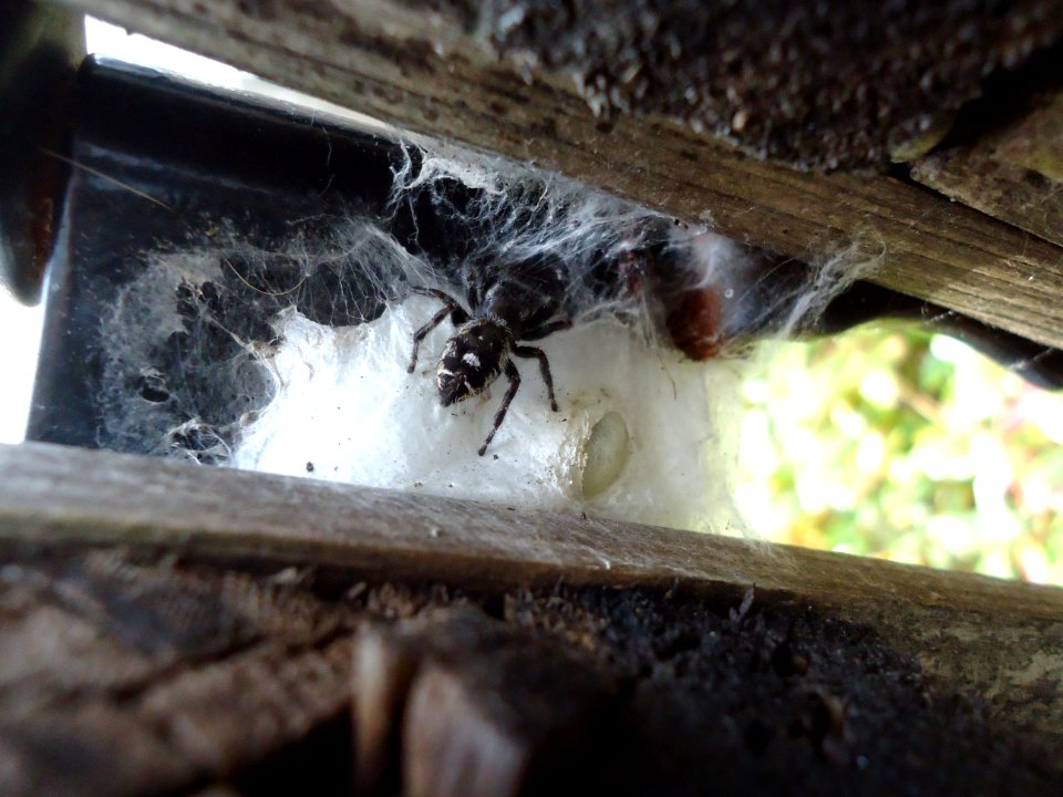 Black spider near egg sack on fence gate in Westfield NJ